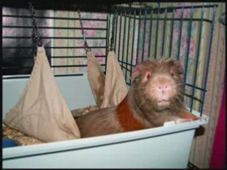 Mes Chons - Recapitulatif