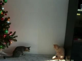 Cute Kitties Playing with a Laser