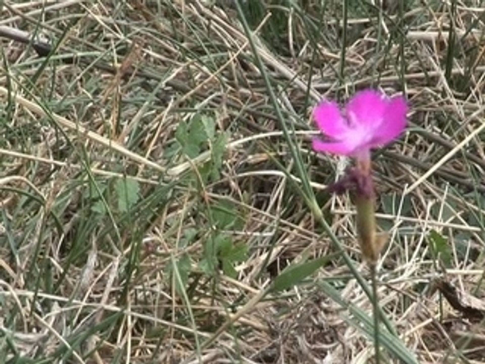 le rock des fleurs