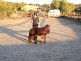 Tango, mon poulain mini shet lors d'une séance d'éthologie