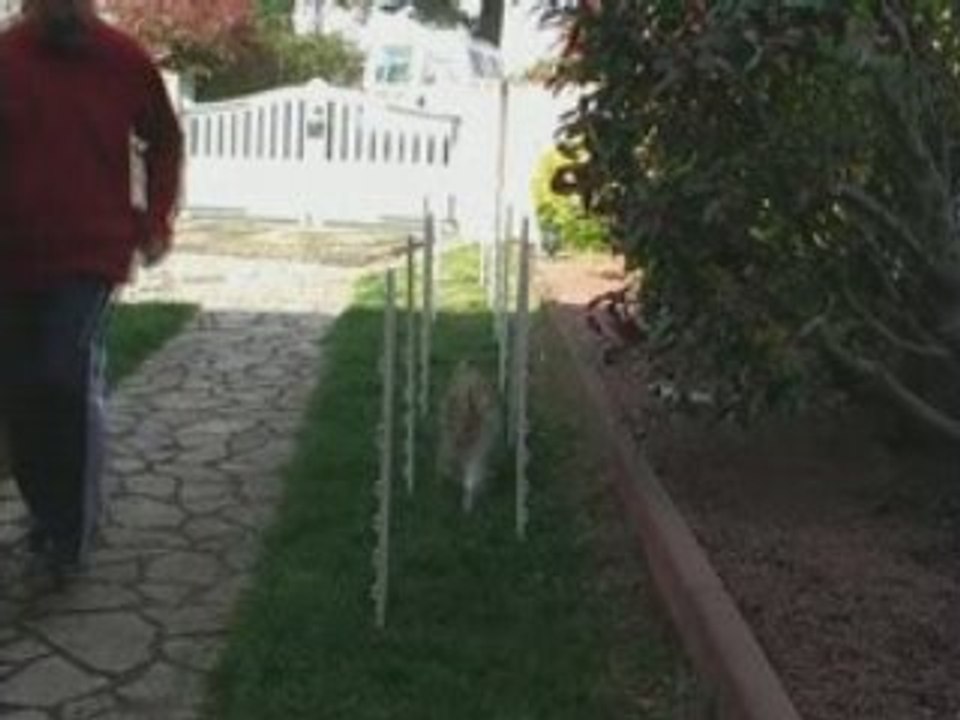 Agility-Cala-Slalom-8Nov