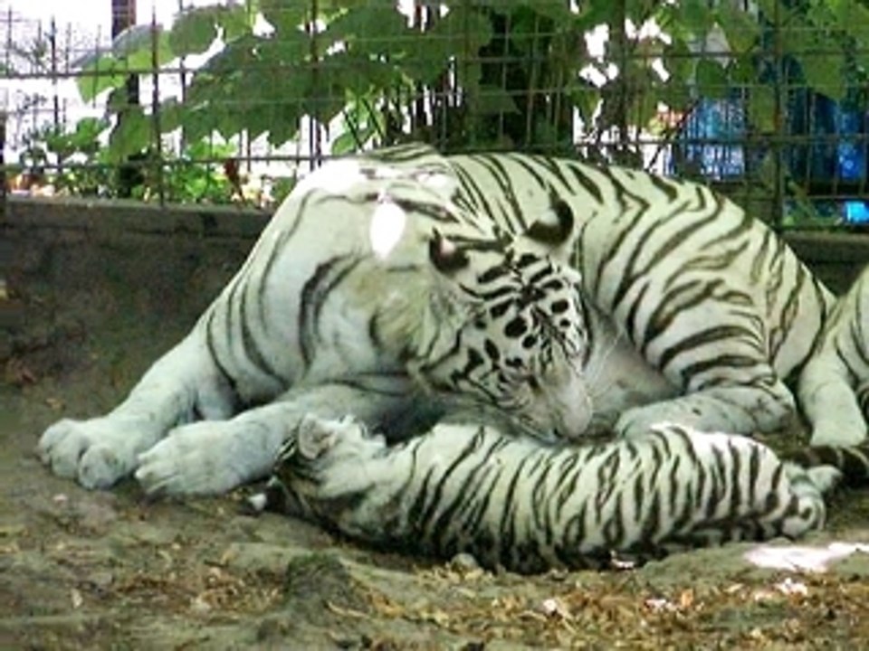 Les Tigres Blancs de Beauval