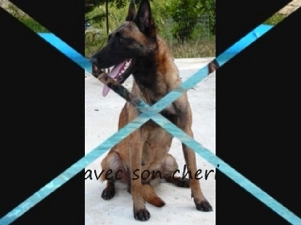 DIAPO MES CHIENS