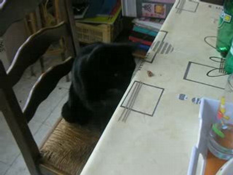 Chat voleur