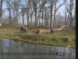 Reportage naissance bébé gorille vallée des singes Romagne