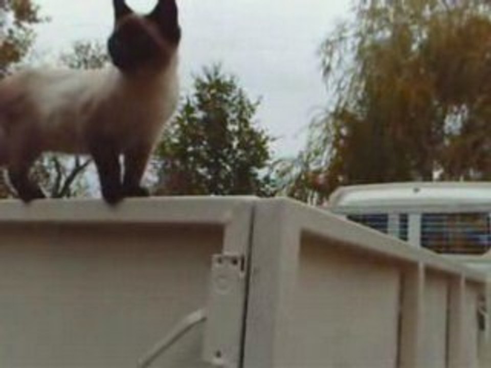 Dreamy Comme un yoyo