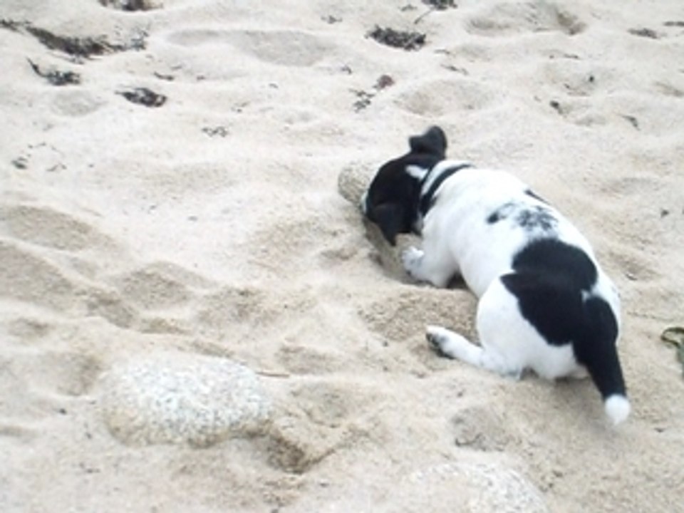 jack russel