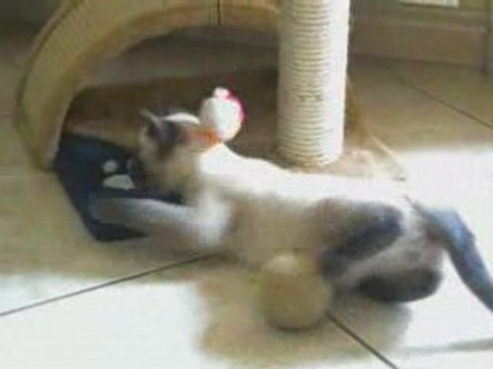 Chat VS chien
