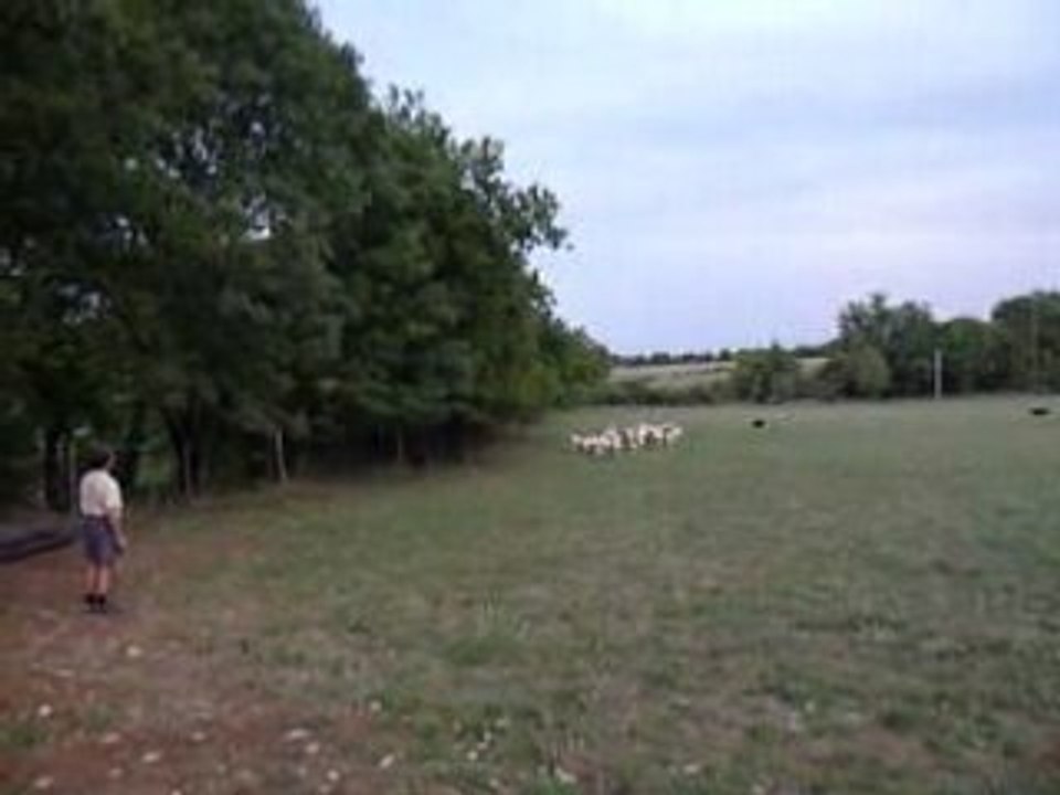 Mangeonslocal.fr: Gilles Marty Eleveur Bio Agneaux du Quercy