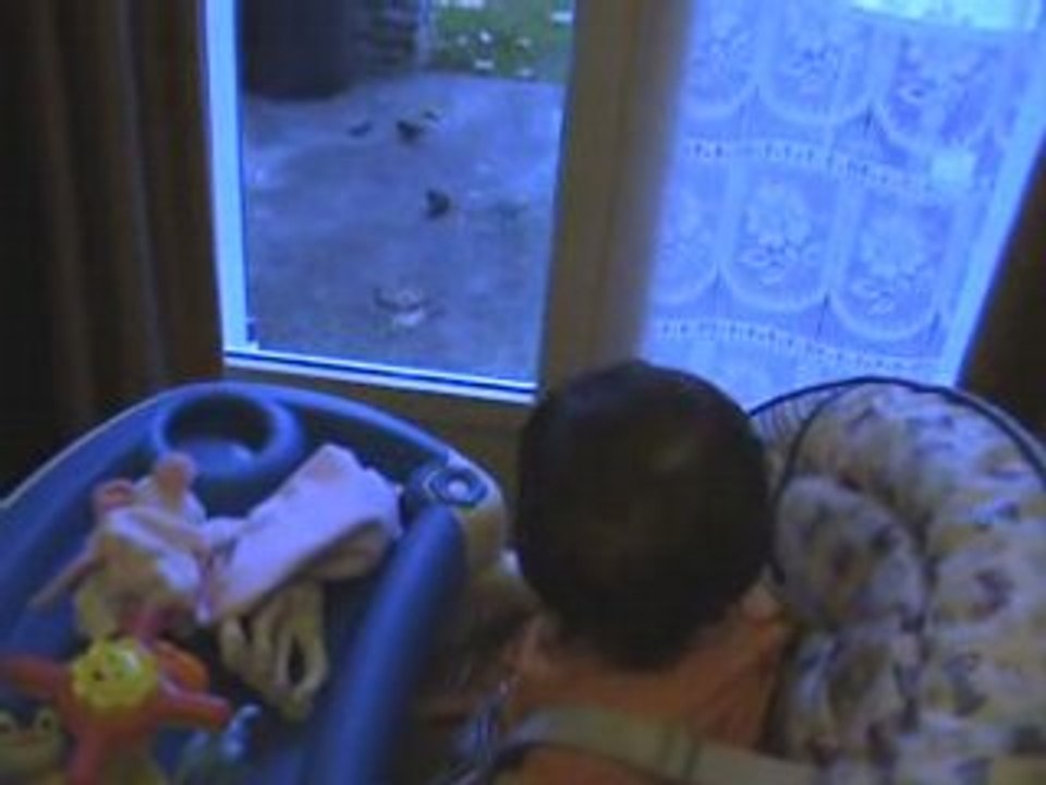 Tenaya scotchée devant les "petits oiseaux"