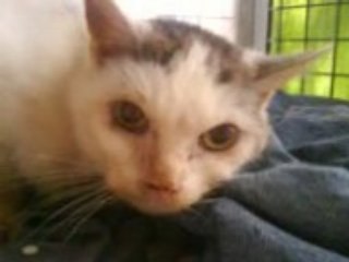 quel grace, quel chat