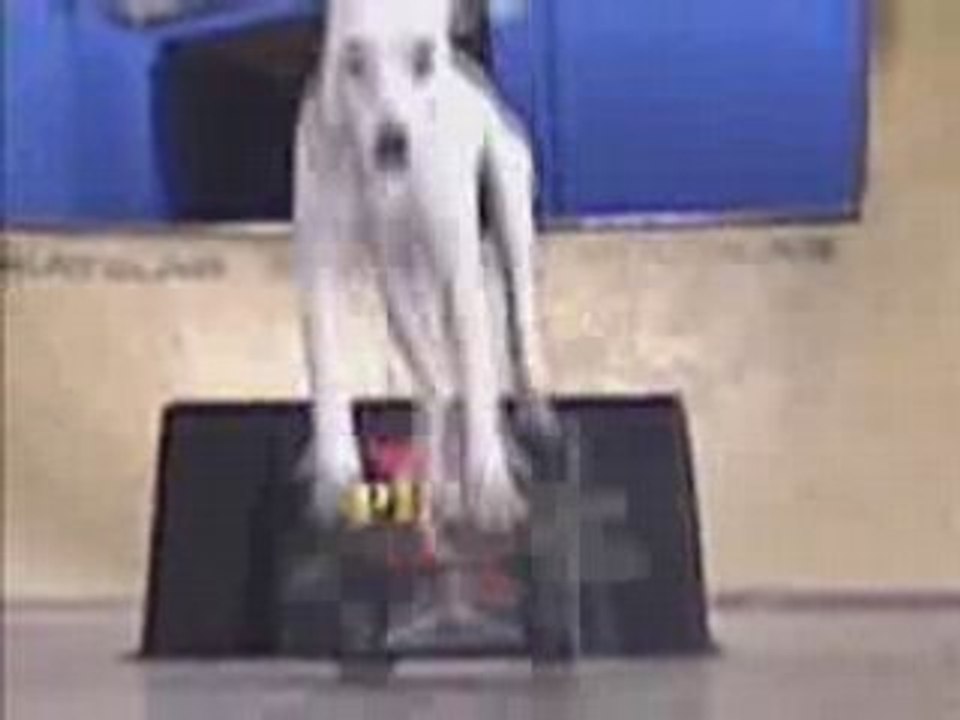 Pete The Skateboarding Dog