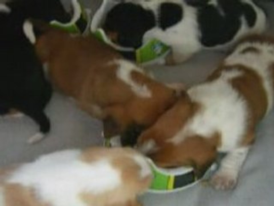 Le repas des petits loups