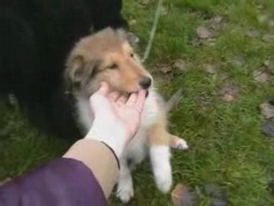 Sweet little collie