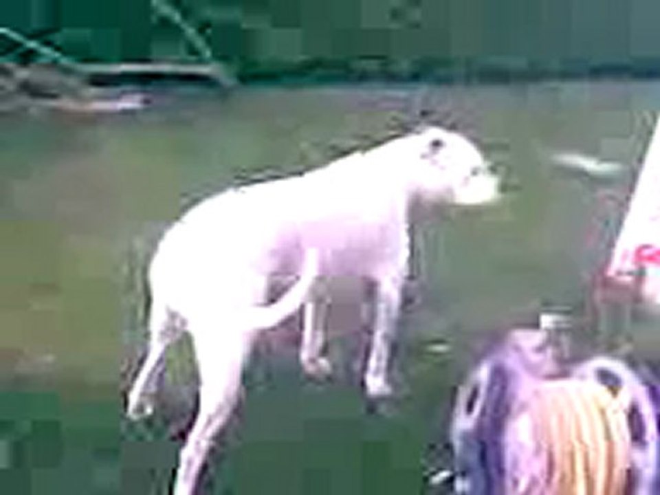 Vidéo002
