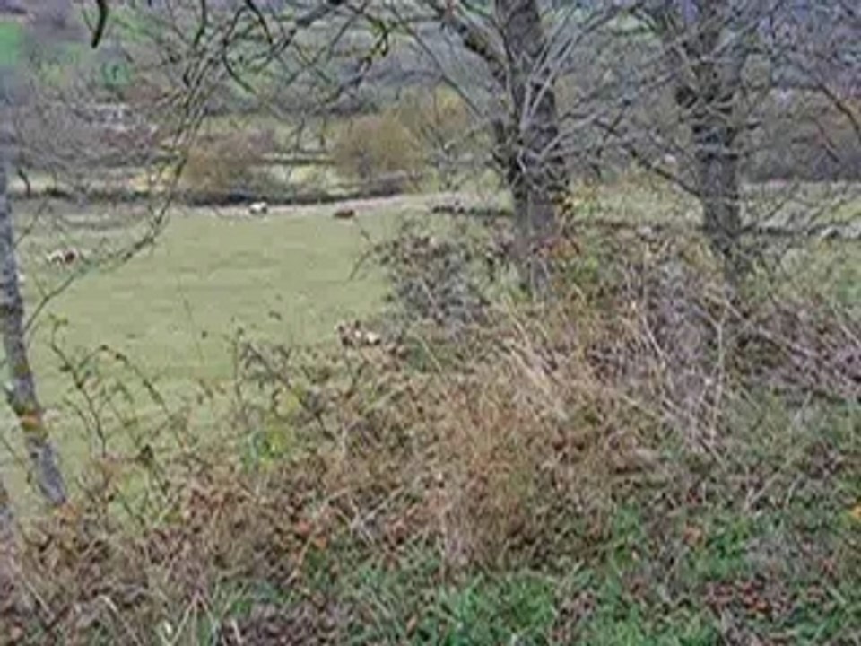 Pastoral landscape in Lozère !