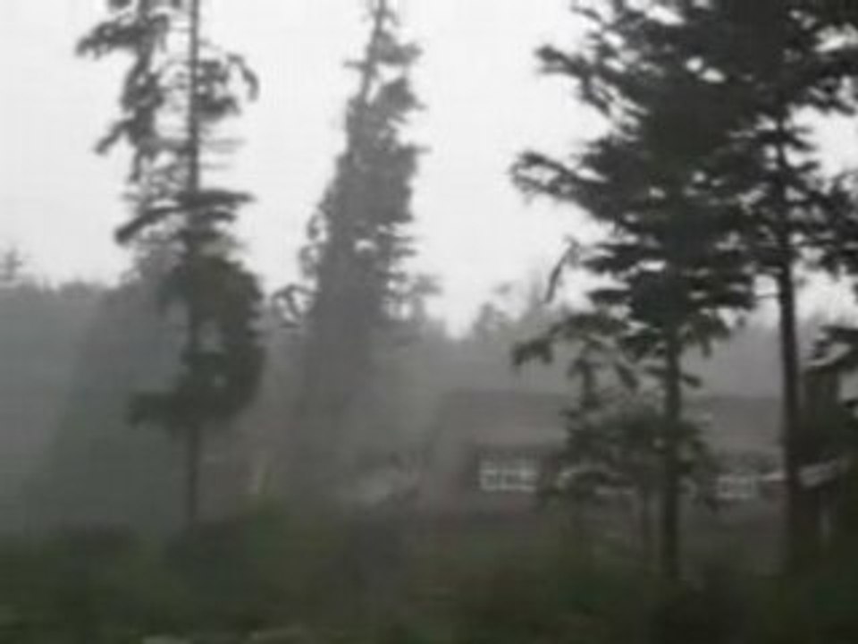 Tree Falling on House