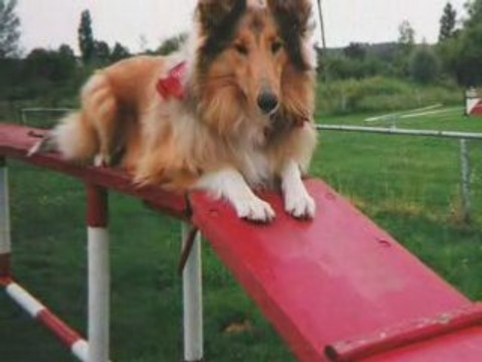 Mon Chien, Mon Ami