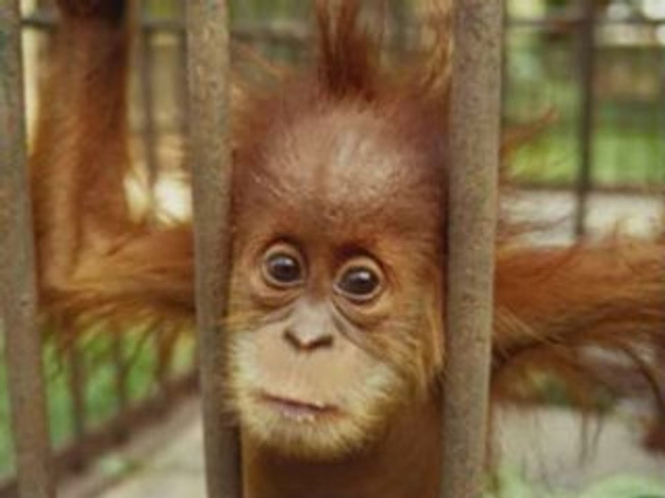 1.tierschutzfreunde- musik von unheilig