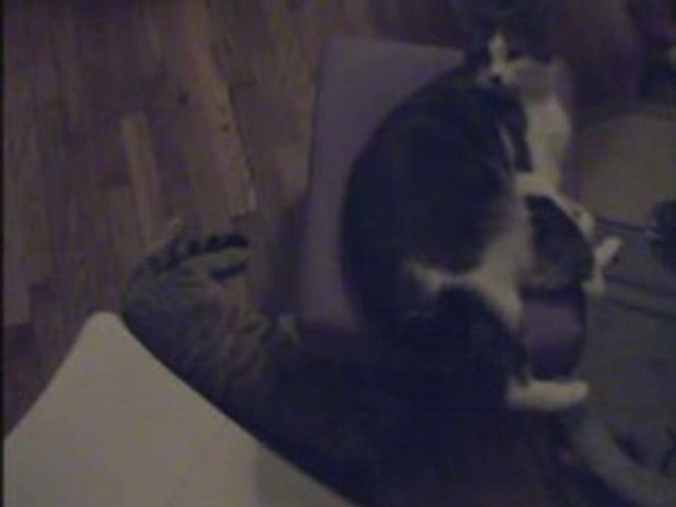 Jeux de mains, jeux de Félins