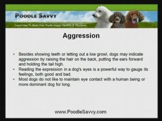 Your Dog's Natural Instinct Is Important In Poodle Training