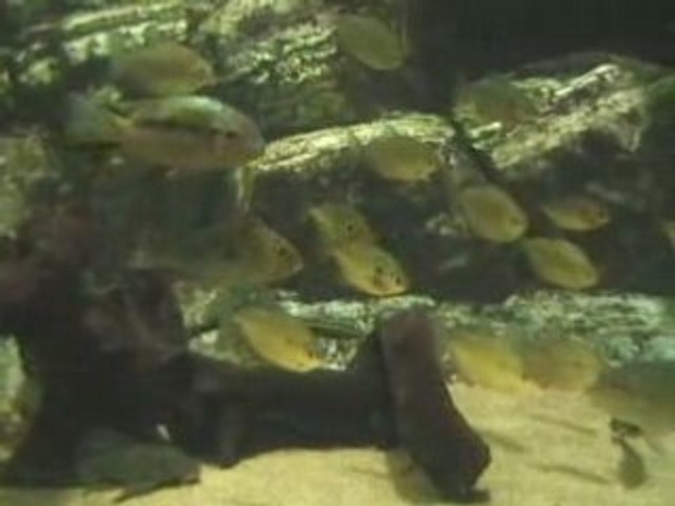 Poissons crocodile porte dorée