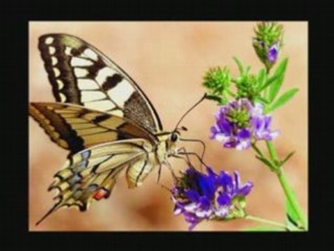 TULLE SALON INTERNATIONAL PHOTO 2008