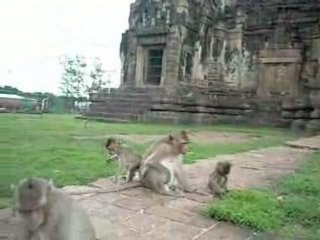 Thailande 2008 lopburi