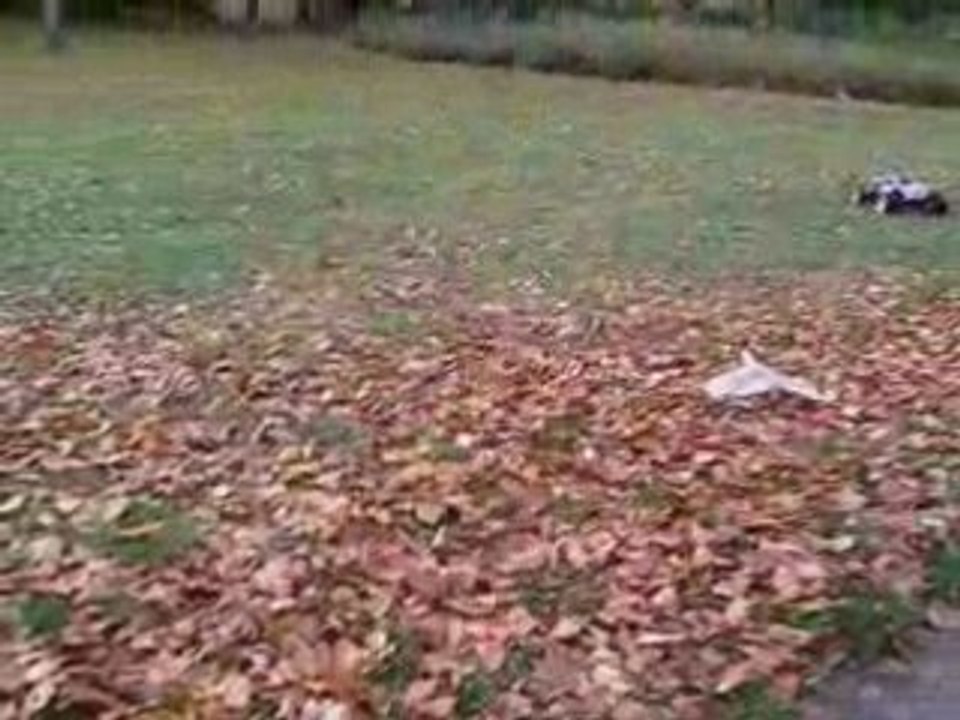 Chay lung tung tren la