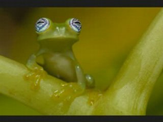 Les grenouilles par Steve WARING (1969)