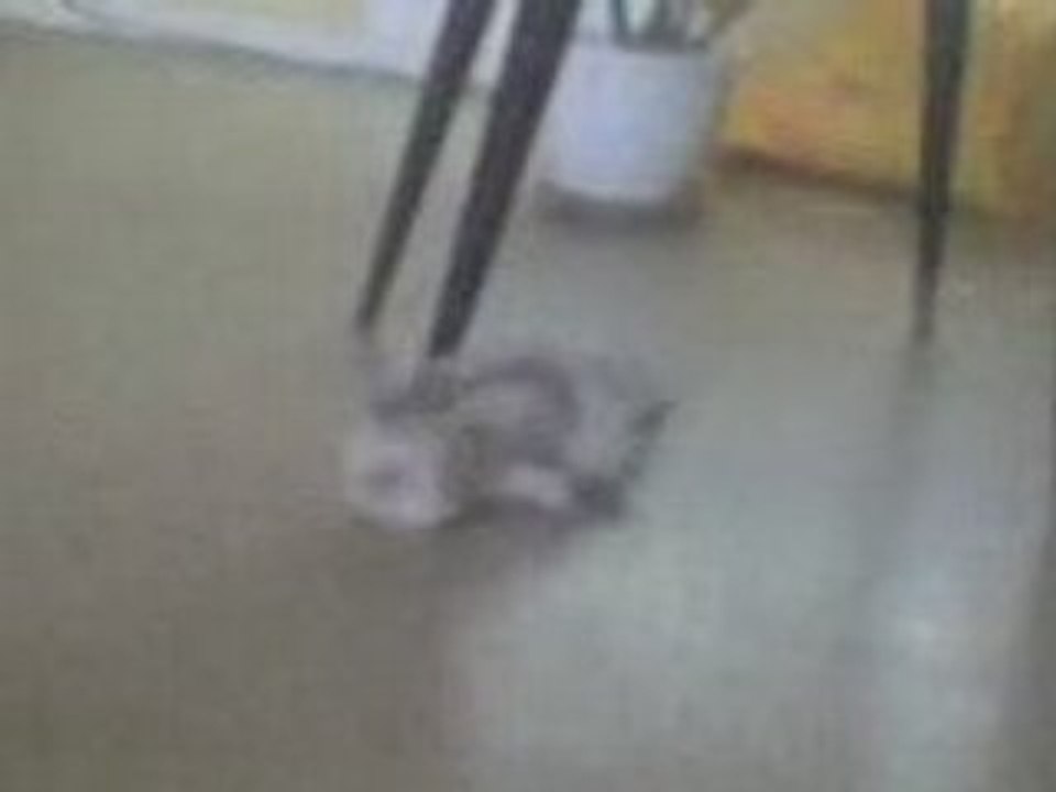 chat