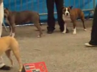 cacib castres 2008