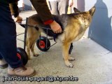 appareillage pour chien de race berger allemand paralysé