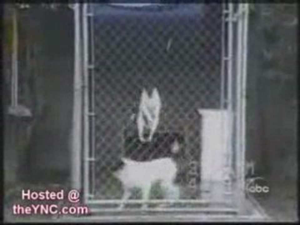 Bêtisier animaux chiens