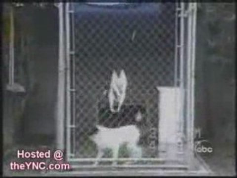 Bêtisier animaux chiens