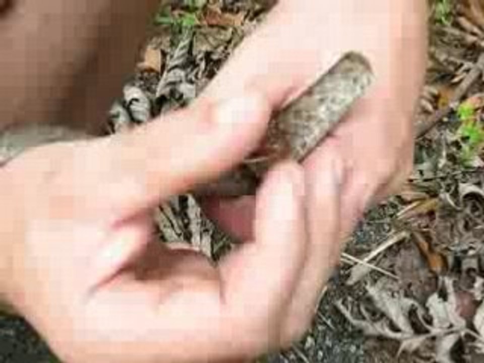 Lâchage chironius fuscus by Run'S