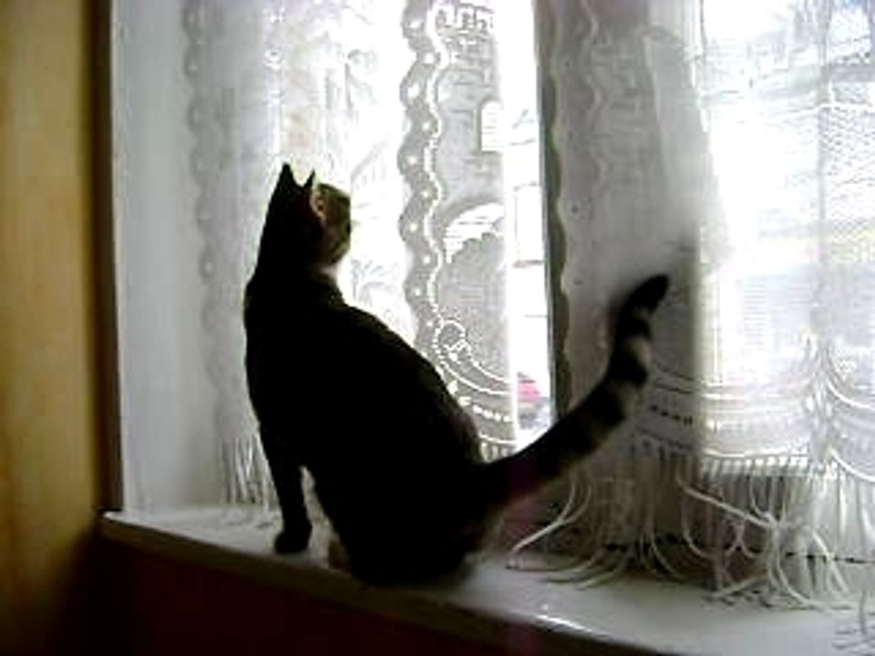 Chaton qui parle