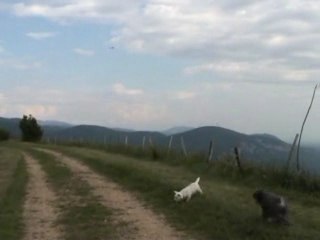 Le toons Nemo en VDP a Souclin by Vincent