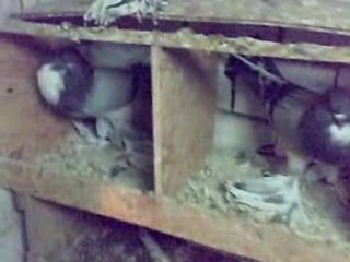 Sunay güler süs güvercinleri www.guvercinurfa.com