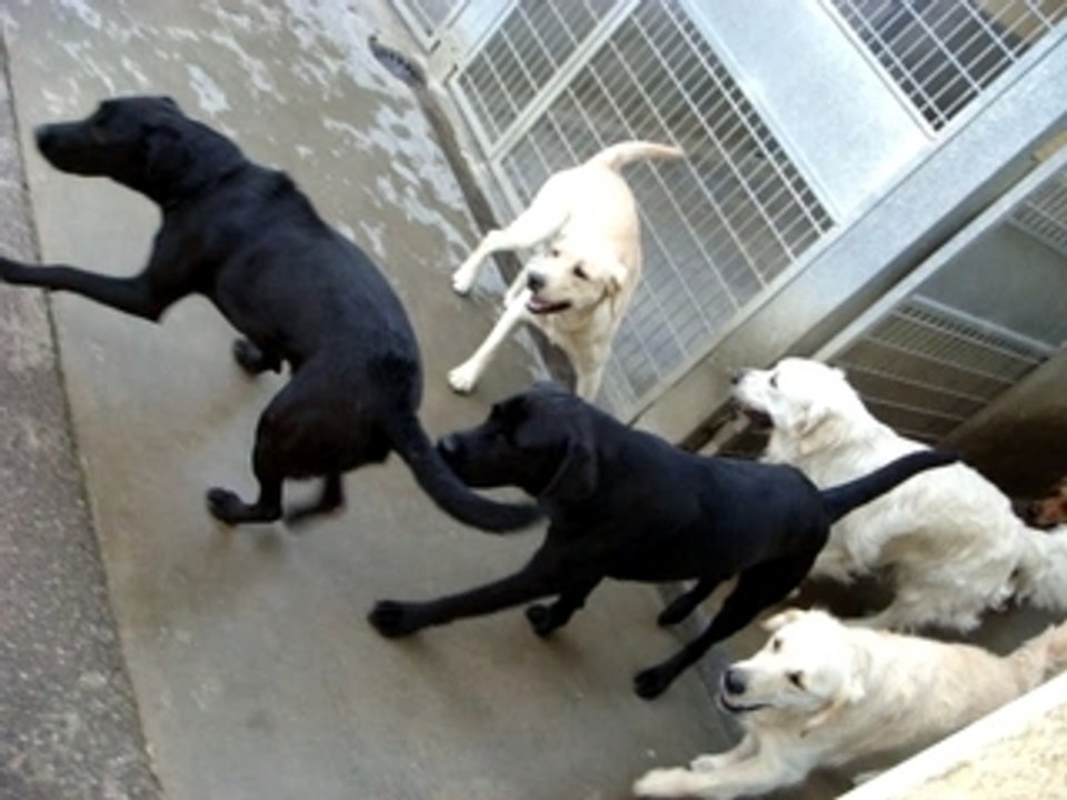 Remise Handi'chiens