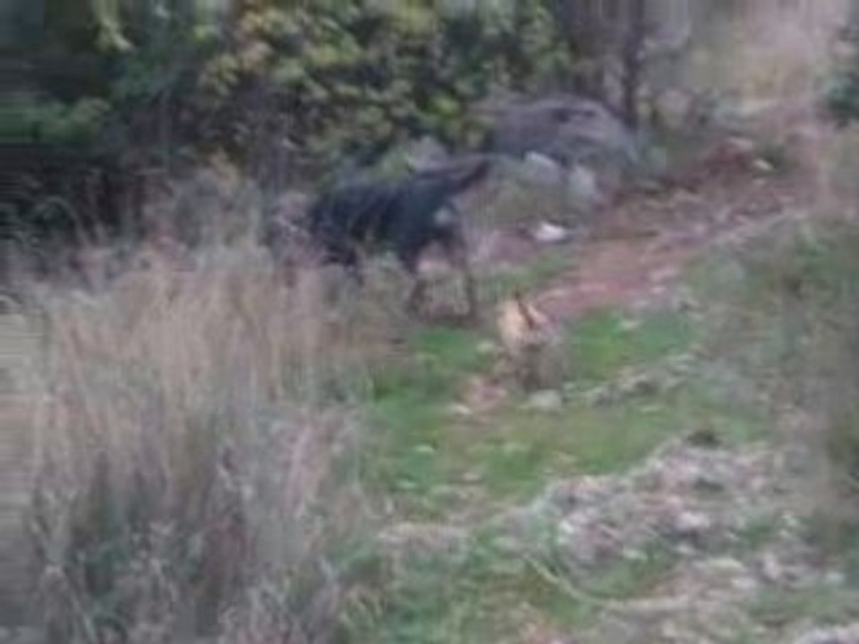 Rando Laïka et Dakota2