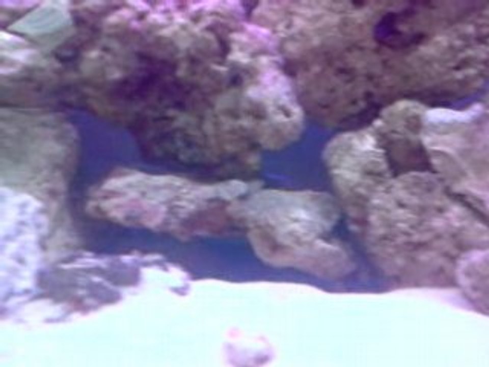 aquarium recifal 180 litres