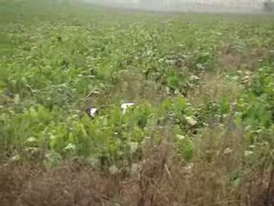 pointer à l'arrêt sur perdreaux