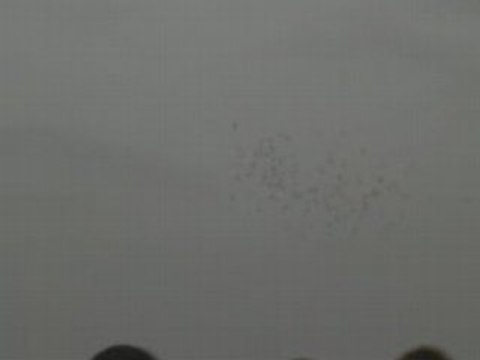 şanlıurfa güvercin karışması 1 ( fehmi ateş ) guvercinurfa