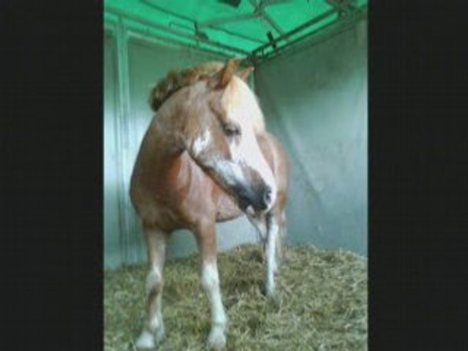 Loulou-the-best-of-the-world