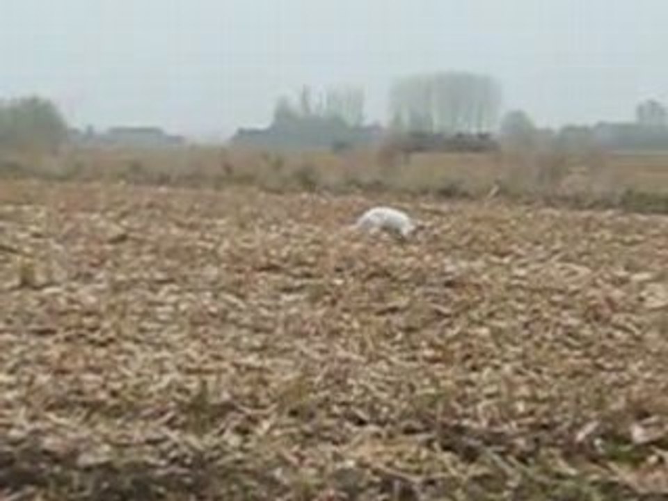 setter anglais en action de chasse