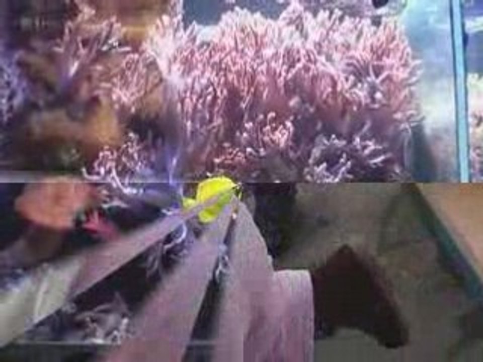 Marineland 2.1