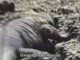 Video Galapagos Islands - Iguanas. Part 2