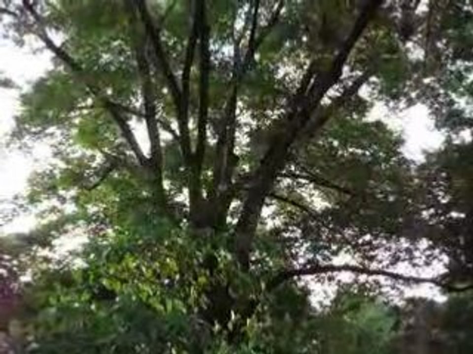 MOV00621