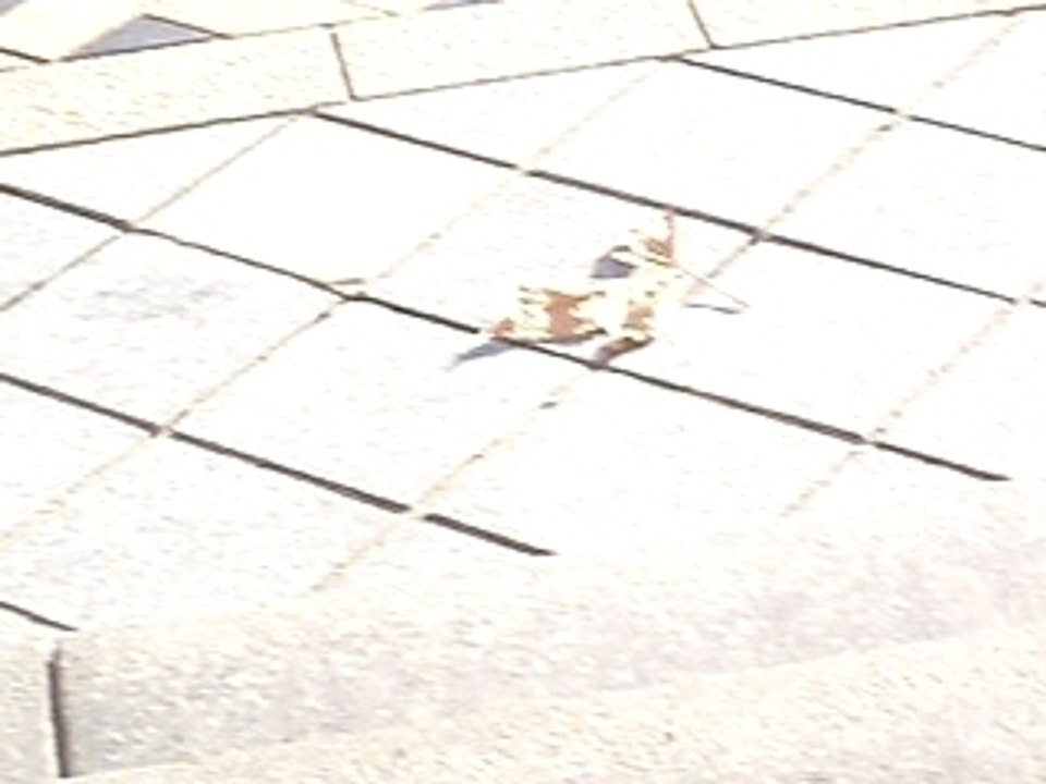 Feuille Morte